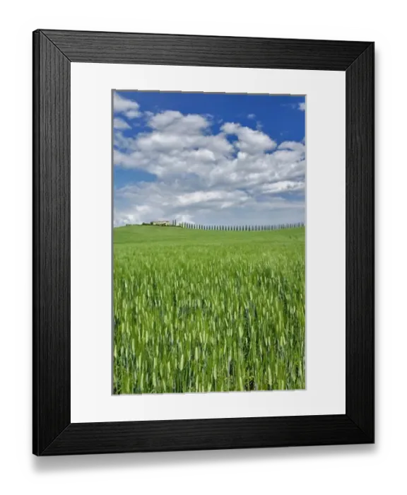 Framed Print : Wheat field and drive lined by stately cypress trees, Tuscany, Italy Framed Print : Wheat field and drive lined by stately cypress trees, Tuscany, Italy
