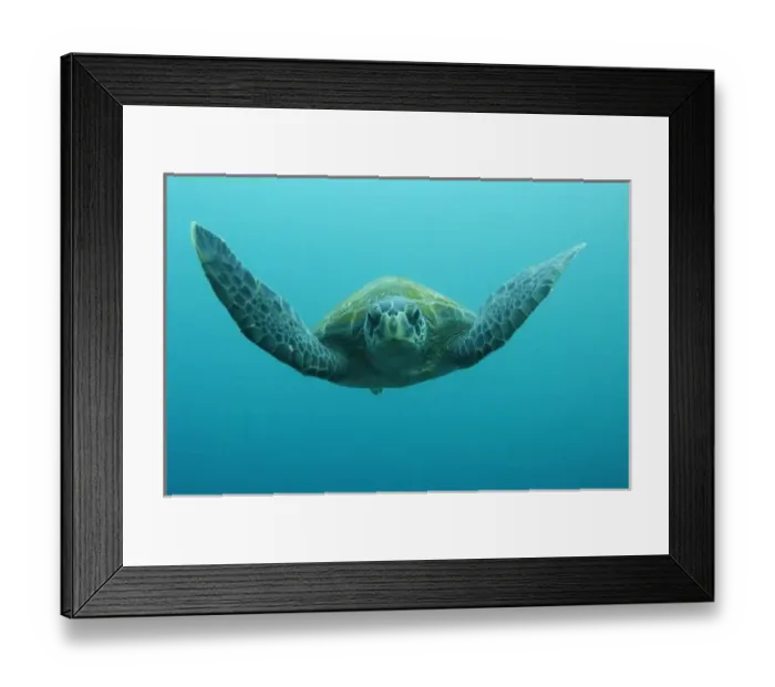 Framed Print : Green Turtle (Chelonia mydas agassisi), Central Isles, Galapagos Islands, Ecuador, South America Framed Print : Green Turtle (Chelonia mydas agassisi), Central Isles, Galapagos Islands, Ecuador, South America
