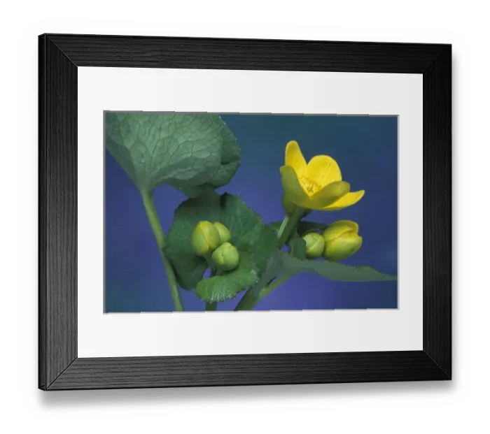 Framed Print : NA, USA, Michigan, Rochester Hills. Marsh marigold blossoms and buds (Caltha palustris) Framed Print : NA, USA, Michigan, Rochester Hills. Marsh marigold blossoms and buds (Caltha palustris)