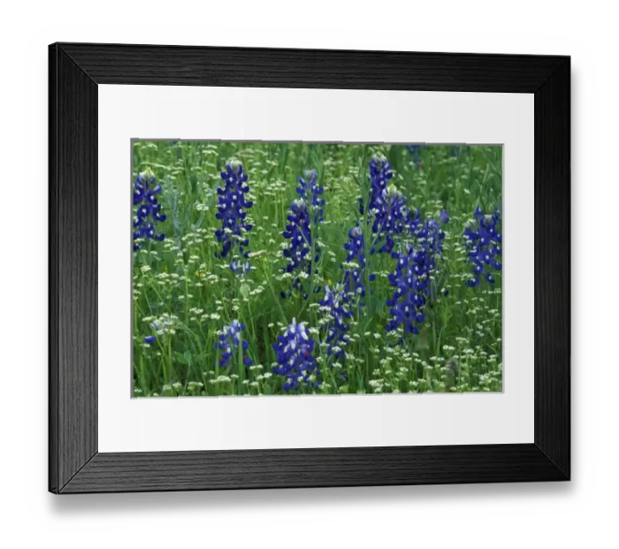 Framed Print : Texas, Lake Buchanan. Texas Bluebonnet and Wild Buckwheat (Lupinus texensis  /  Erigonum)