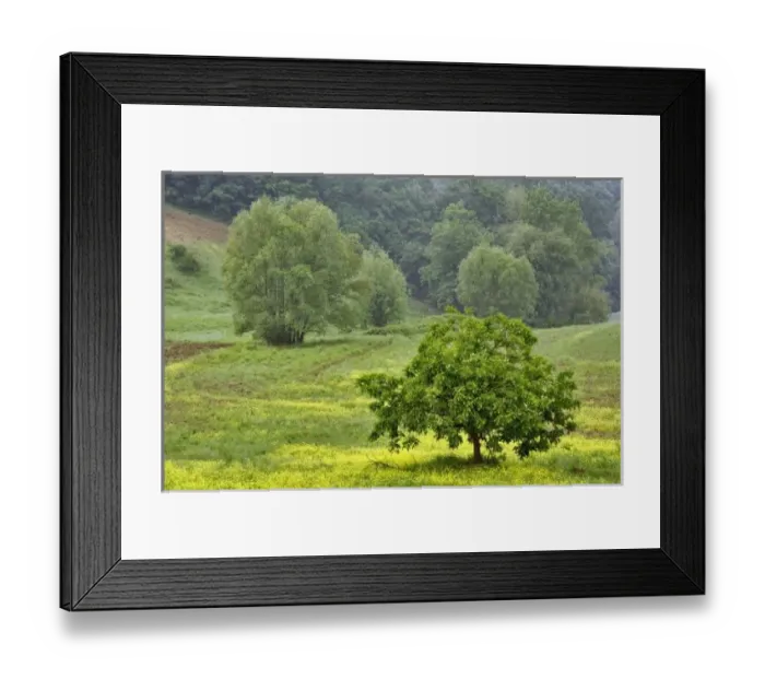Framed Print : Single tree in Framed Print : Single tree in