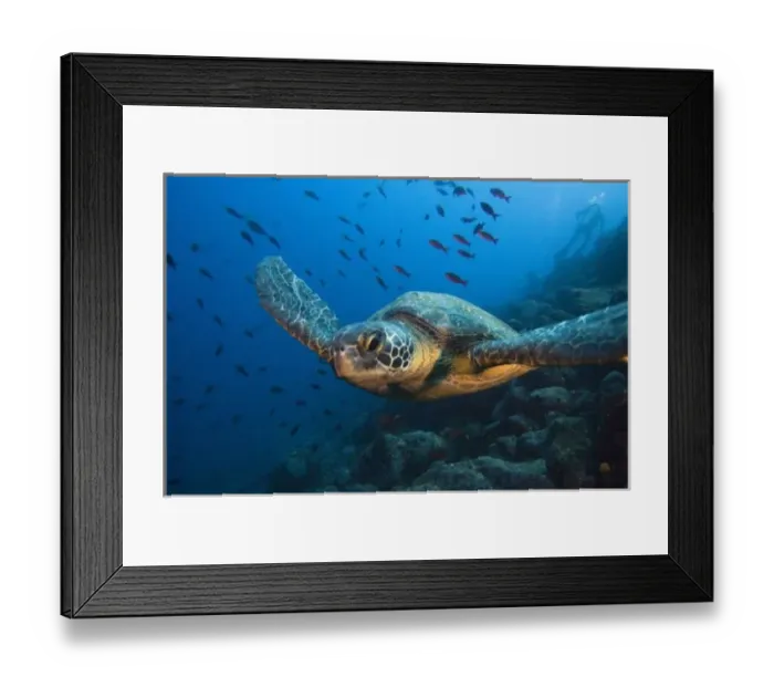 Framed Print : Black (Green) Turtle (Chelonia agassizi) off Wolf Island in the northern archipelago Framed Print : Black (Green) Turtle (Chelonia agassizi) off Wolf Island in the northern archipelago