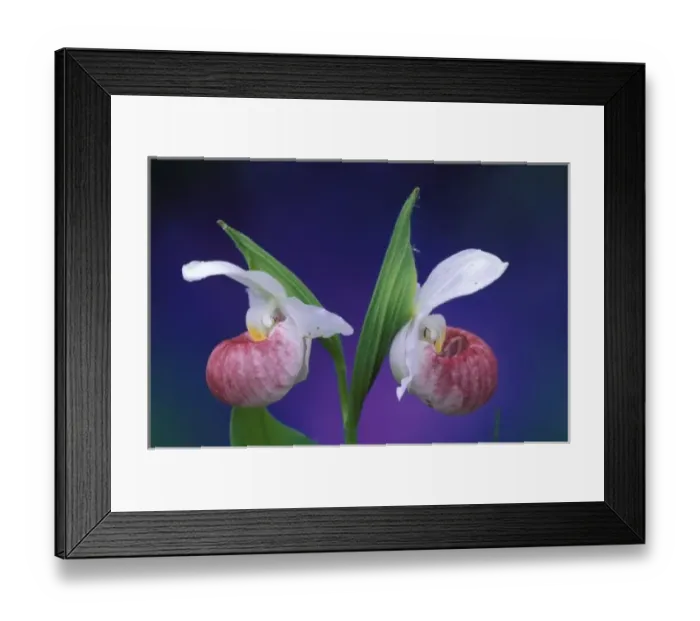 Framed Print : Michigan, Bruce Peninsula National Park. Showy Ladys Slippers (Cypripedium reginae) Framed Print : Michigan, Bruce Peninsula National Park. Showy Ladys Slippers (Cypripedium reginae)