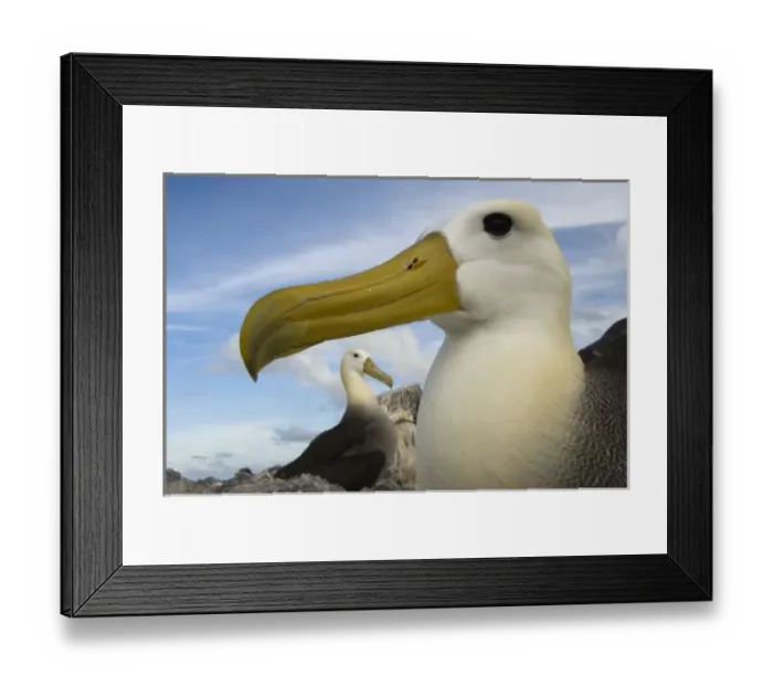 Framed Print : Waved Albatross Framed Print : Waved Albatross