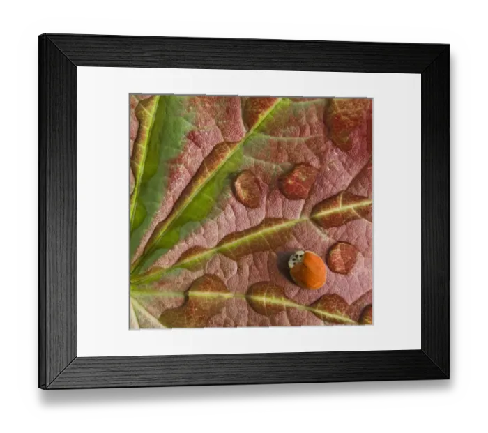 Framed Print : Ladybug on dewy maple leaf. Credit as: Don Paulson  /  Jaynes Gallery  /  Danita Delimont