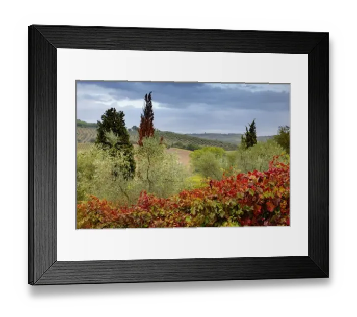 Framed Print : Vineyard near Montalcino Framed Print : Vineyard near Montalcino