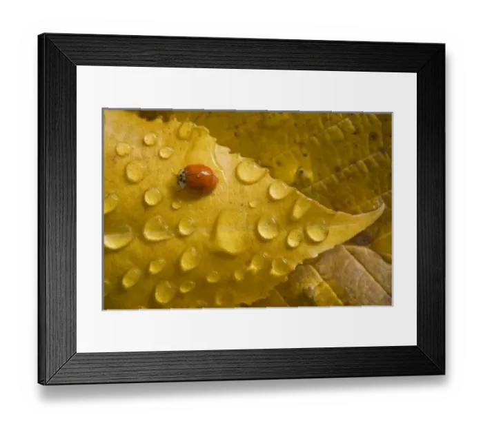 Framed Print : Ladybug on fall-colored