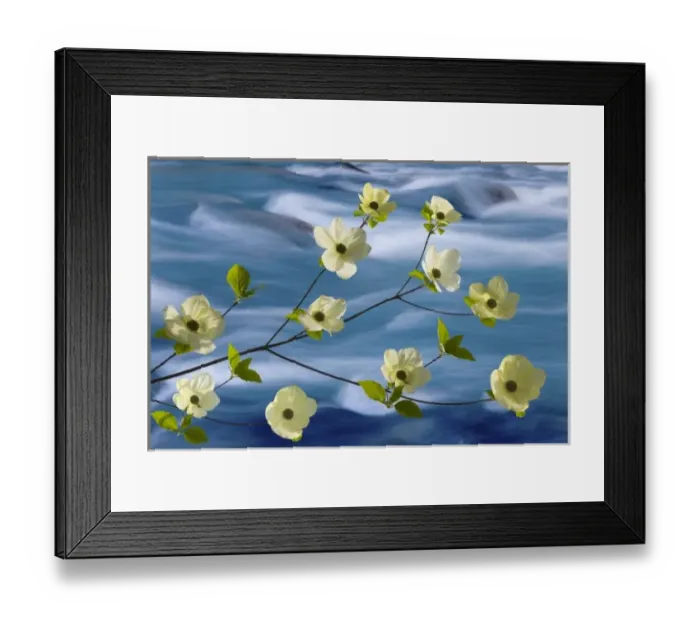 Framed Print : USA, Washington, Hood Canal. Pacific dogwood blossoms against rapidly flowing stream