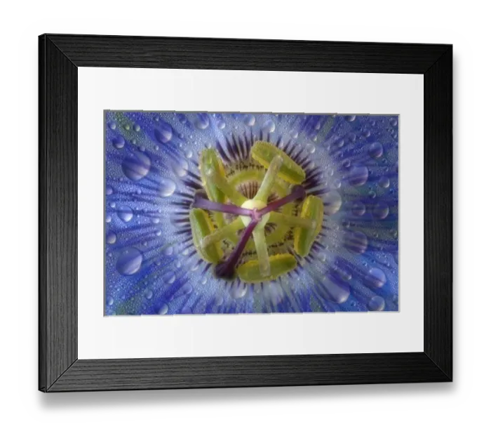 Framed Print : Close-up of dewy passion flower Framed Print : Close-up of dewy passion flower