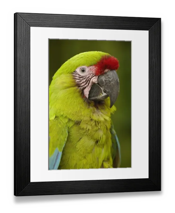 Framed Print : Central America, Ecuador