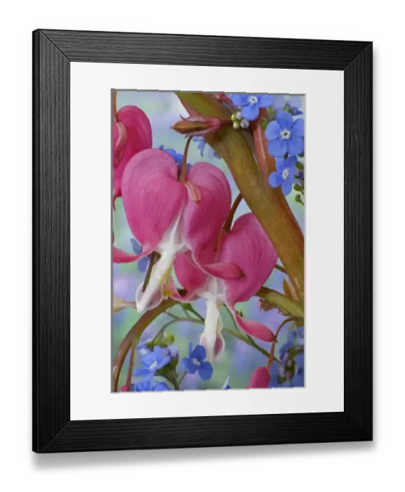 Framed Print : Detail of bleeding hearts and Brunnera Jack Frost flowers. Credit as: Don Paulson Framed Print : Detail of bleeding hearts and Brunnera Jack Frost flowers. Credit as: Don Paulson