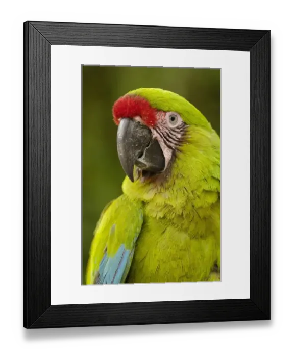 Framed Print : Central America, Ecuador