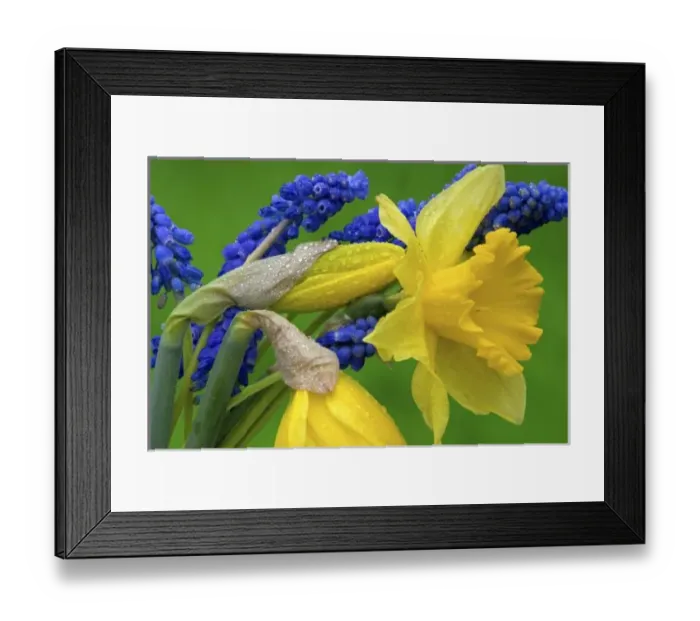 Framed Print : Detail of daffodil and hyacinth flowers Framed Print : Detail of daffodil and hyacinth flowers