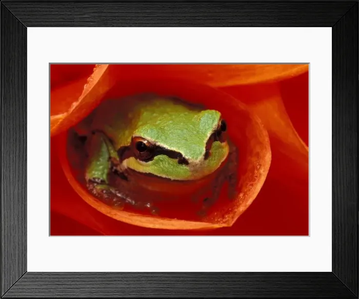 Framed Print : Pacific Chorus frog in dahlia. Credit as: Dennis Kirkland / Jaynes Gallery / Danita Framed Print : Pacific Chorus frog in dahlia. Credit as: Dennis Kirkland / Jaynes Gallery / Danita