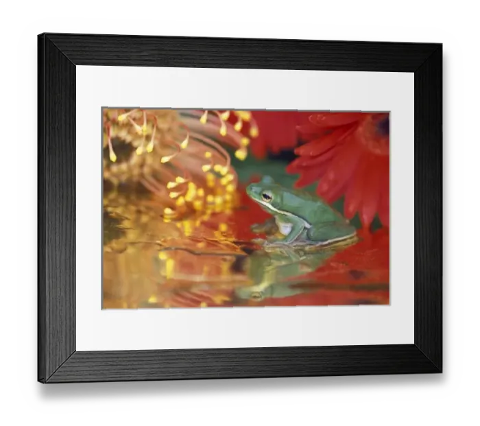 Framed Print : Frog and reflections among flowers. Credit as: Nancy Rotenberg  /  Jaynes Gallery  / 