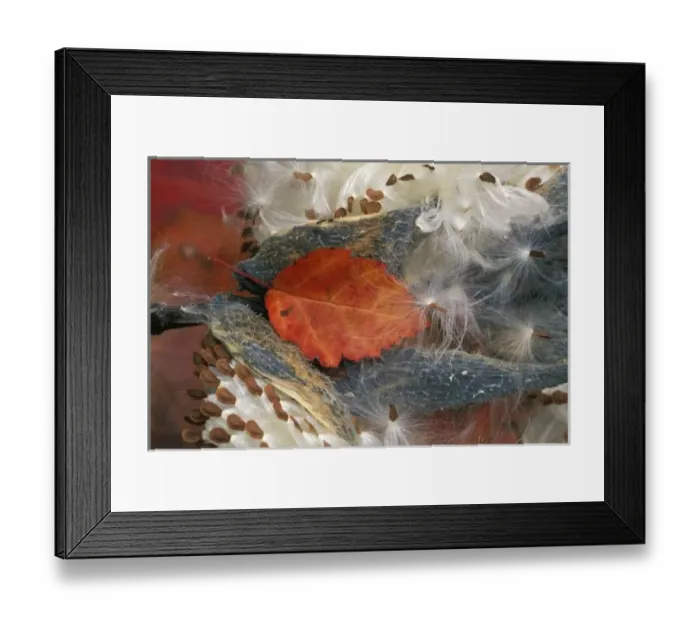 Framed Print : Autumn Leaf in Milkweed. Credit as: Nancy Rotenberg / Jaynes Gallery / Danita Delimont Framed Print : Autumn Leaf in Milkweed. Credit as: Nancy Rotenberg / Jaynes Gallery / Danita Delimont