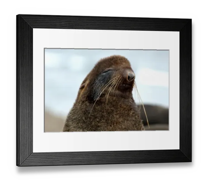Framed Print : Asia, Russia, Russian Far East, Kamchatkan Peninsula, Komandor Islands. Northern fur seal Framed Print : Asia, Russia, Russian Far East, Kamchatkan Peninsula, Komandor Islands. Northern fur seal