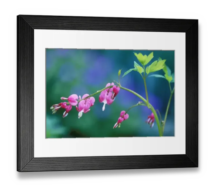 Framed Print : Pink bleeding hearts in garden Framed Print : Pink bleeding hearts in garden