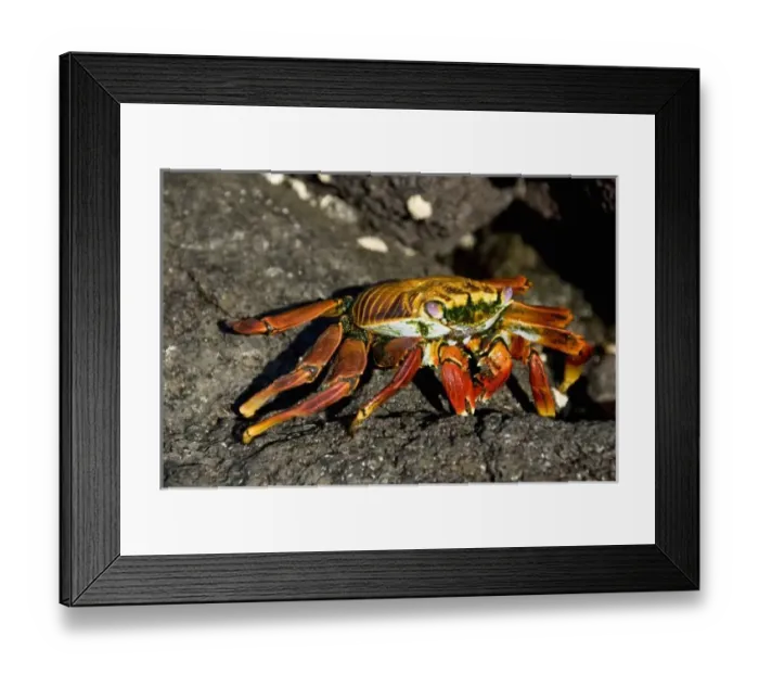 Framed Print : Ecuador, Galapagos. Fernandina Island (aka Narborough), Punta Espinosa. Sally Lightfoot