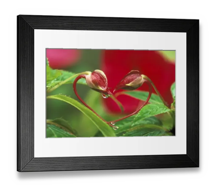 Framed Print : Begonia Buds in heart shape with drops. Credit as: Nancy Rotenberg / Jaynes Gallery Framed Print : Begonia Buds in heart shape with drops. Credit as: Nancy Rotenberg / Jaynes Gallery