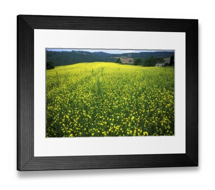 Framed Print : Beautiful yellow flower covered fields of San Gimignano in Tuscany Italy