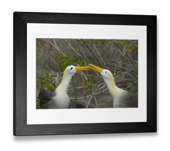 Framed Print : Elaborate courtship dance of Waved Albatros, Galapagos Islands, Equador Framed Print : Elaborate courtship dance of Waved Albatros, Galapagos Islands, Equador