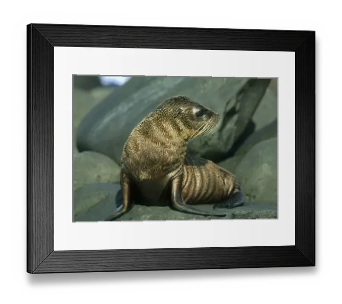 Framed Print : Central America, Ecuador Framed Print : Central America, Ecuador