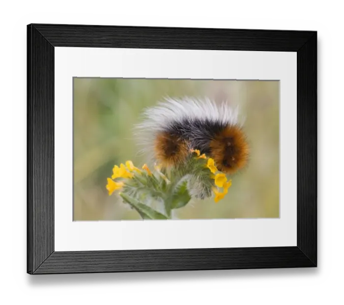 Framed Print : Close-up of caterpillar Framed Print : Close-up of caterpillar