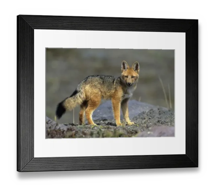 Framed Print : Andean Fox, (Dusicyon