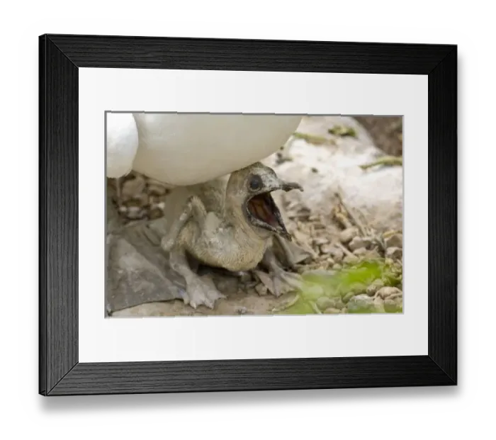 Framed Print : Ecuador, Galapagos