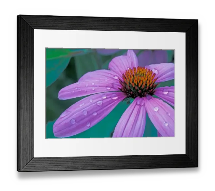 Framed Print : Purple Cone flower with water drops Framed Print : Purple Cone flower with water drops