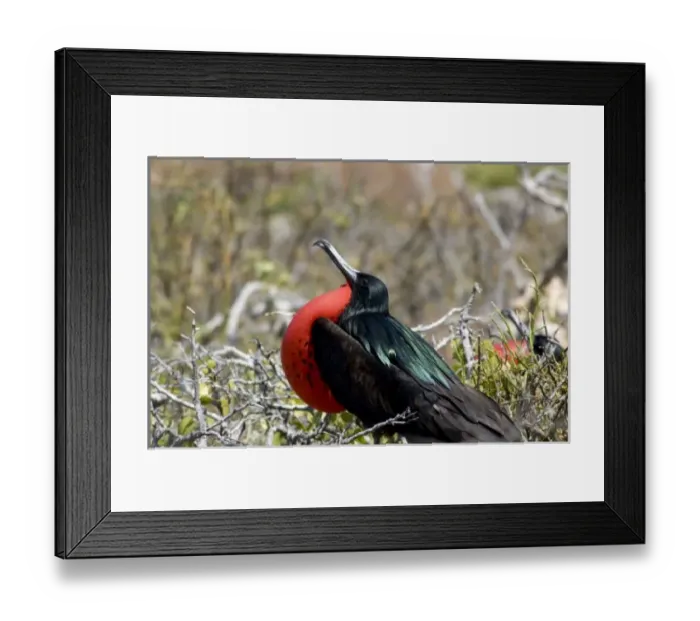Framed Print : Central America, Ecuador Framed Print : Central America, Ecuador