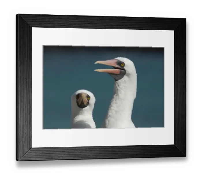 Framed Print : Ecuador, Galapagos. Genovesa Island aka Tower, Darwin Bay. Nazca booby aka Masked booby (WILD