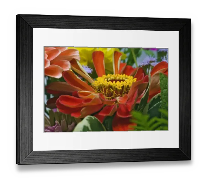 Framed Print : Chrysanthemum flower Framed Print : Chrysanthemum flower