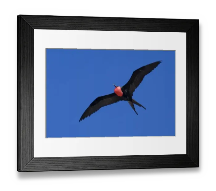 Framed Print : Ecuador, Galapagos. Genovesa Island aka Tower, Darwin Bay. Great Frigatebird (M) in flight (WILD