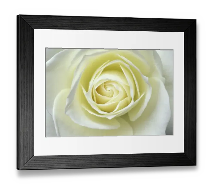 Framed Print : Close up details of white rose Framed Print : Close up details of white rose