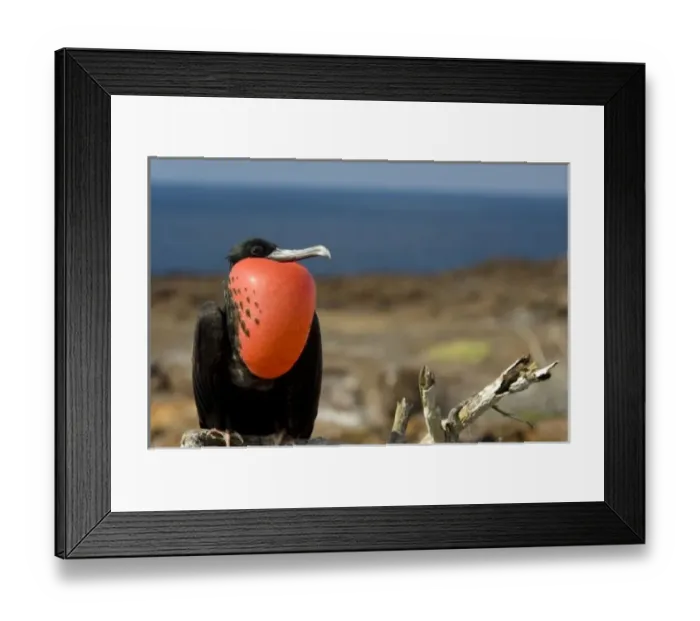 Framed Print : Ecuador, Galapagos, Genovesa Island. Prince Philips Steps nature trail. Male Framed Print : Ecuador, Galapagos, Genovesa Island. Prince Philips Steps nature trail. Male