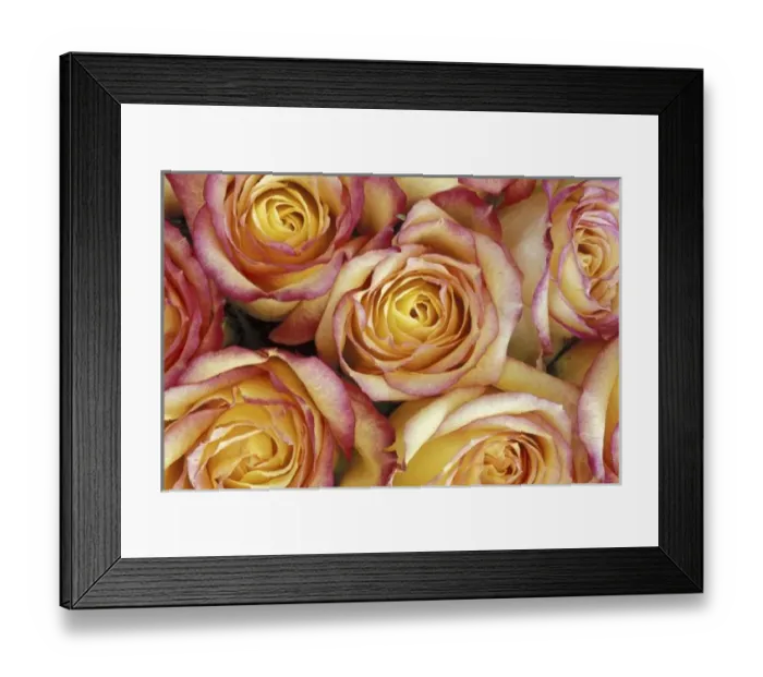 Framed Print : Bouquet of roses Framed Print : Bouquet of roses