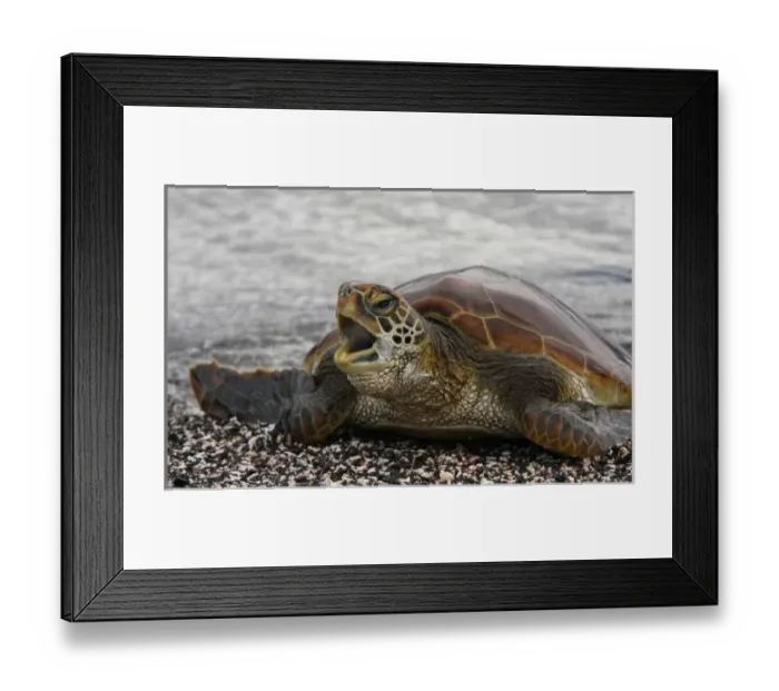 Framed Print : South America, Ecuador, Galapagos Islands, Fernandina Island. Young Pacific green