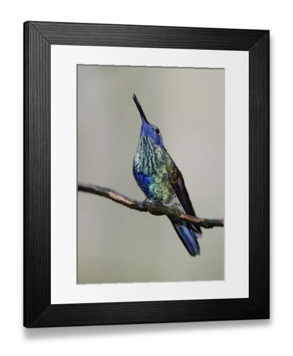 Framed Print : Ecuador, Tandayapa Bird Lodge. Sparkling violet-ear hummingbird singing in the rain