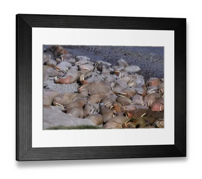 Framed Print : Asia, Russia, Siberian Arctic, Bering Sea, Arakamchechen Island. Walruses (Odobanus Framed Print : Asia, Russia, Siberian Arctic, Bering Sea, Arakamchechen Island. Walruses (Odobanus