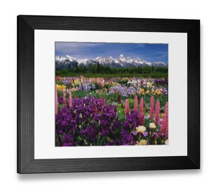 Framed Print : Iris and Lupine garden and Teton Range, Digital Composite Framed Print : Iris and Lupine garden and Teton Range, Digital Composite