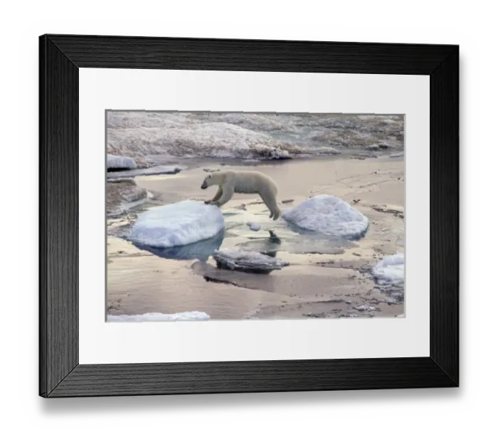 Framed Print : Asia, Russia, Siberian Arctic. Polar bear leaping across floating ice Framed Print : Asia, Russia, Siberian Arctic. Polar bear leaping across floating ice