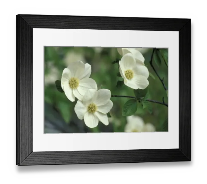 Framed Print : USA, California, Yosemite NP, along Merced River. Pacific dogwood (Cornus nuttallii)