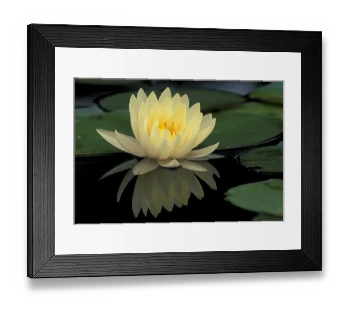 Framed Print : USA, Kentucky, Louisville Domestic water lily, Charlene Strawn