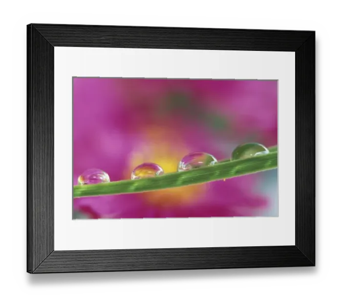 Framed Print : Image of asters formed in water droplets Framed Print : Image of asters formed in water droplets