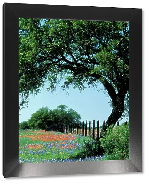 USA, Texas, Texas Hill Country Paintbrush and bluebonnets