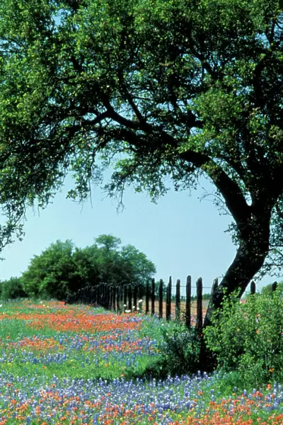 USA, Texas, Texas Hill Country Paintbrush and bluebonnets