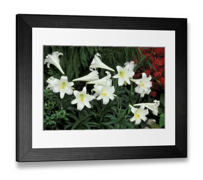 Framed Print : Easter Lily (Lilium regale) Framed Print : Easter Lily (Lilium regale)