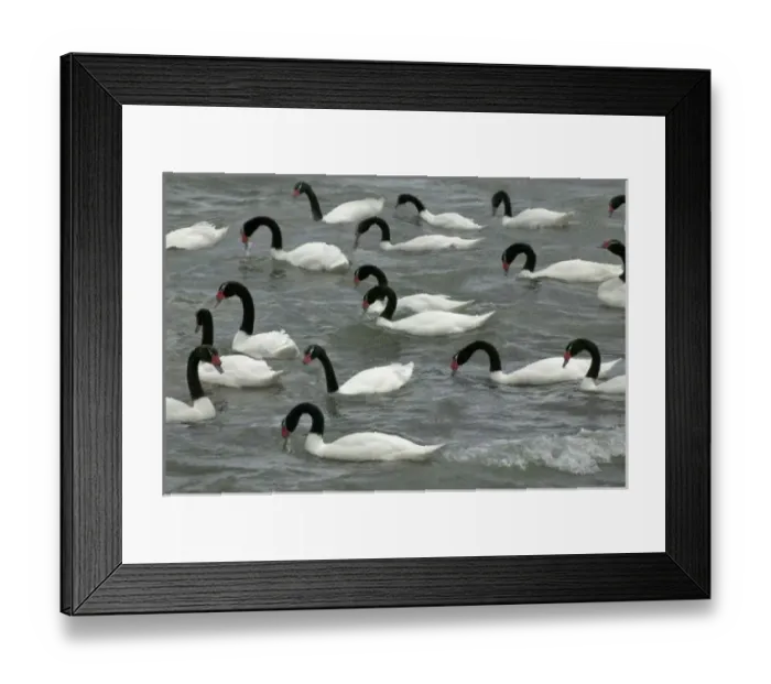 Framed Print : Black-necked swans (Cygnus melancoryphus) on lake, Torres del Paine National Park Framed Print : Black-necked swans (Cygnus melancoryphus) on lake, Torres del Paine National Park